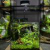 chi-tiet-tham-reu-cushion-va-mo-hinh-chu-huou-lu-khach-trong-tieu-canh-terrarium-ky-nguyen-xanh