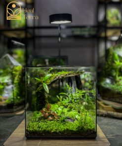 chi-tiet-tham-reu-cushion-va-mo-hinh-chu-huou-lu-khach-trong-tieu-canh-terrarium-ky-nguyen-xanh