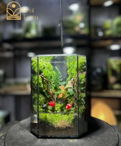 be-terrarium-bao-linh-trong-kinh-voi-tham-reu-xanh-va-doi-nam-do-may-man-tai-heal-terra