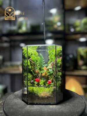 be-terrarium-bao-linh-trong-kinh-voi-tham-reu-xanh-va-doi-nam-do-may-man-tai-heal-terra