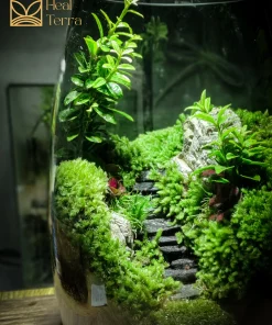 binh-terrarium-stairs-voi-loi-di-bac-thang-da-den-giua-rung-reu-xanh-muot-heal-terra