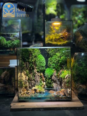 The Mystic Canyon