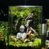 Tác phẩm terrarium Giác Ngộ Dưới Cội Rễ với tượng Phật ngồi dưới gỗ lũa và rêu xanh