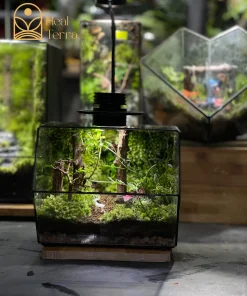 Toàn cảnh bể terrarium Hidden Path kích thước 18x10x15cm với bố cục rừng rêu và Nai trắng - Heal Terra