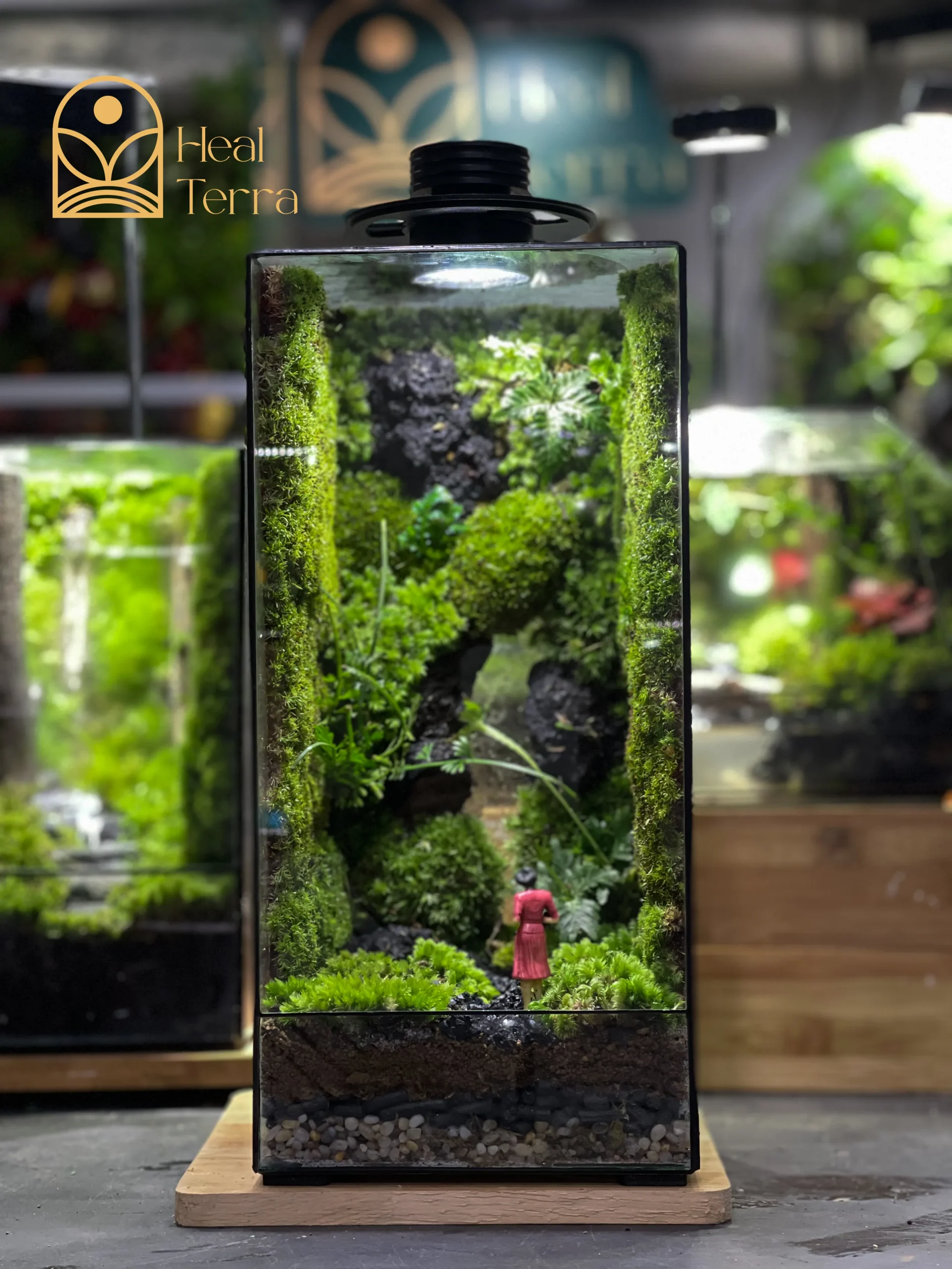 terrarium-bong-hong-giua-dai-ngan-vach-da-30cm