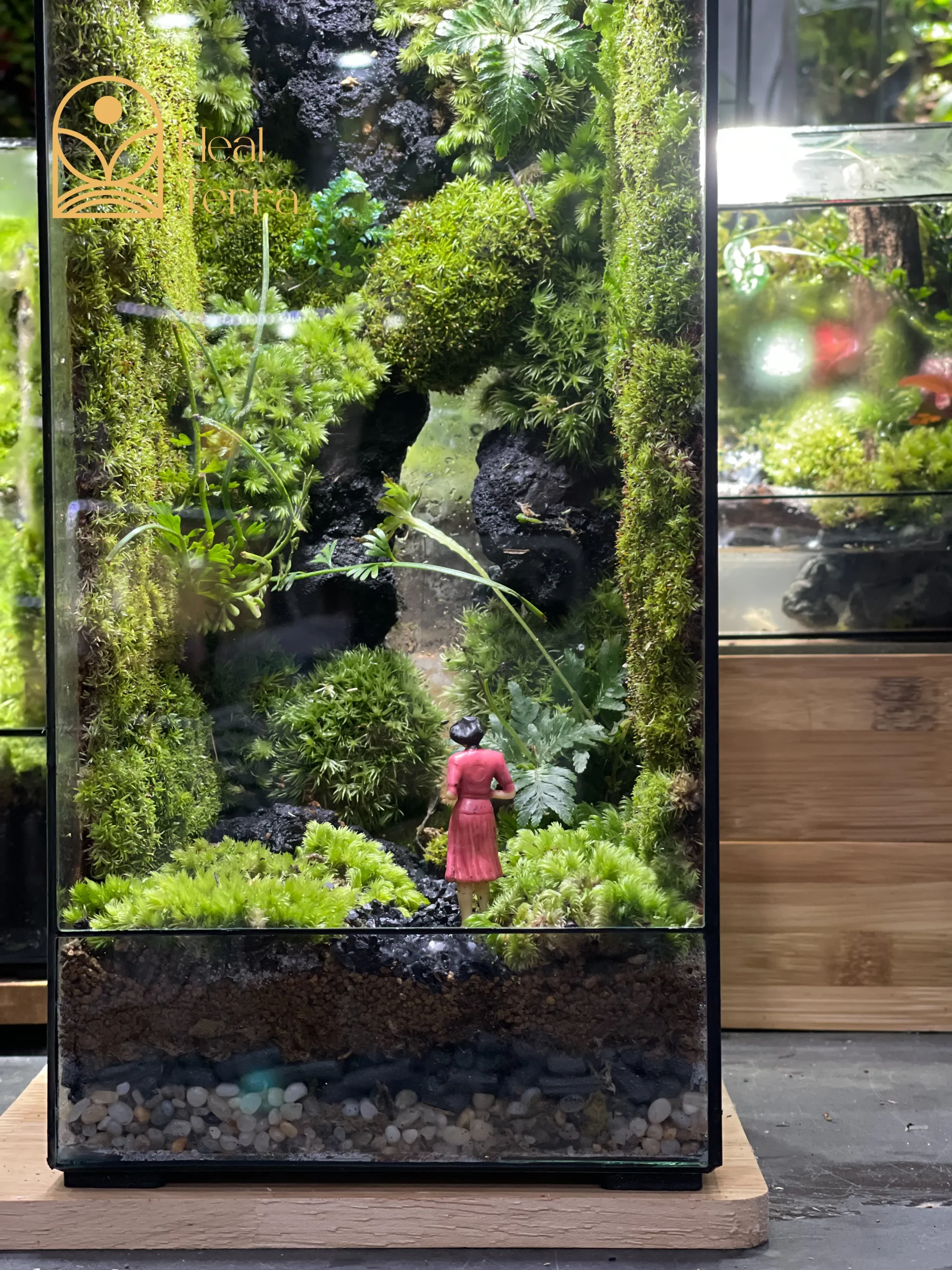 terrarium-bong-hong-giua-dai-ngan-vach-da-30cm