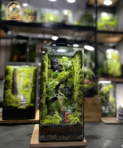 terrarium-bong-hong-giua-dai-ngan-vach-da-30cm