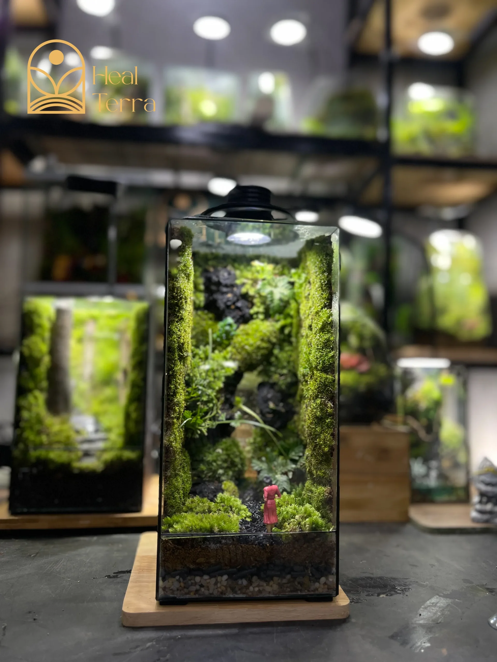 terrarium-bong-hong-giua-dai-ngan-vach-da-30cm