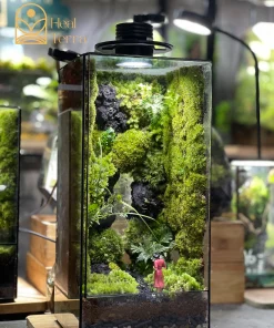terrarium-bong-hong-giua-dai-ngan-vach-da-30cm