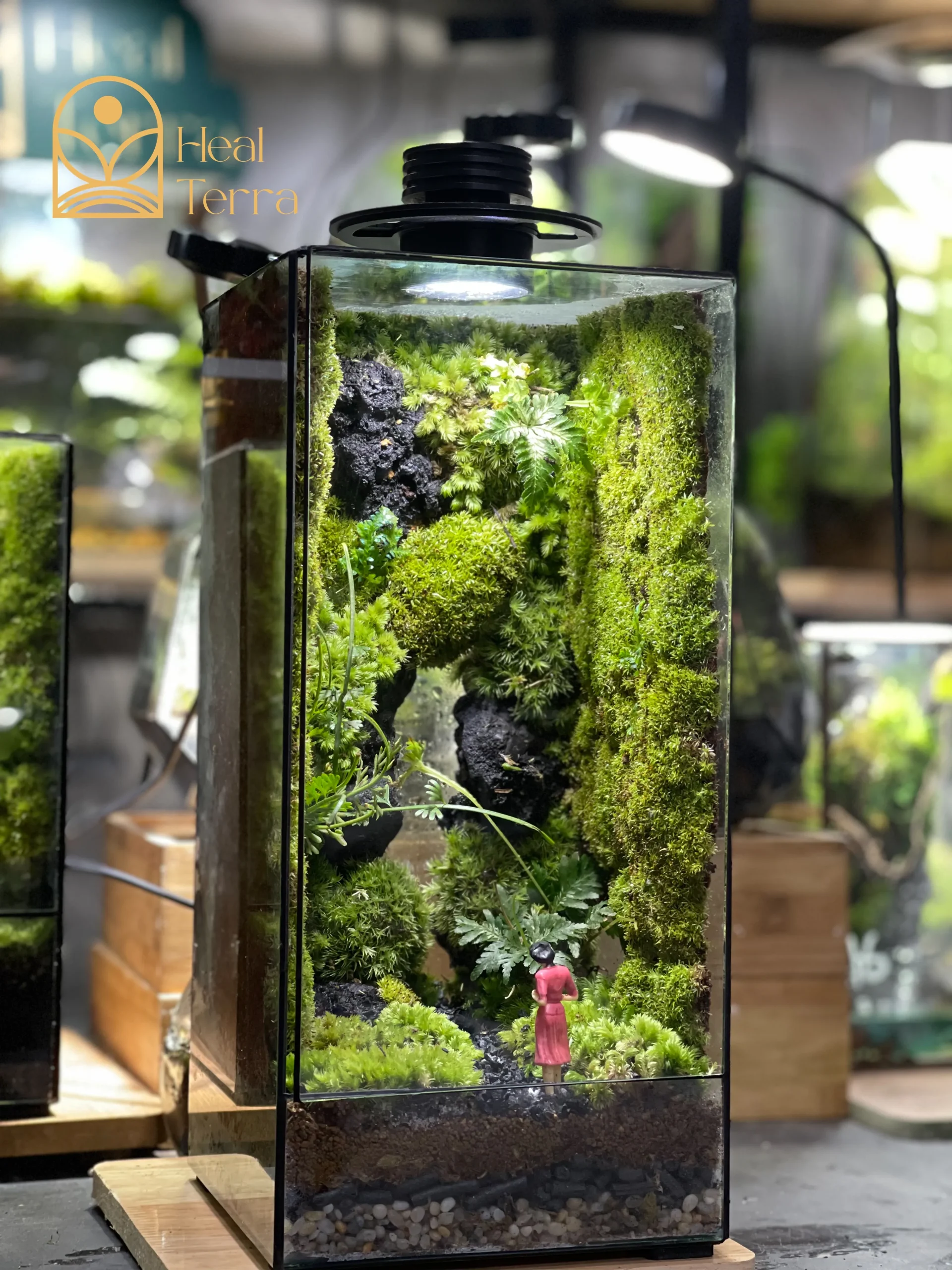 terrarium-bong-hong-giua-dai-ngan-vach-da-30cm