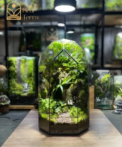 moc-tinh-vien-terrarium-vach-da-cao-tang-voi-mo-hinh-nhan-vat-groot-mini