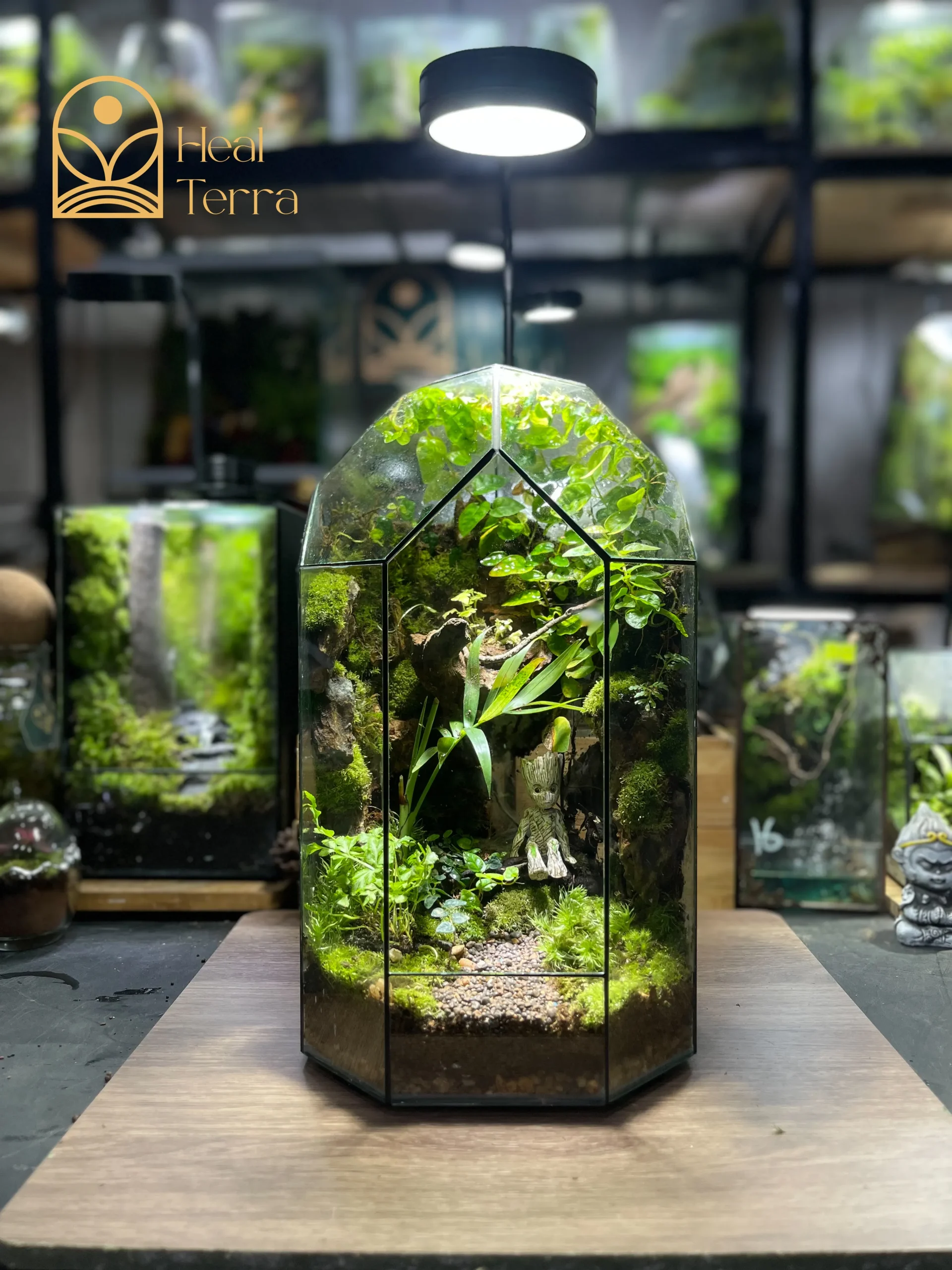 moc-tinh-vien-terrarium-vach-da-cao-tang-voi-mo-hinh-nhan-vat-groot-mini