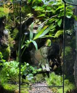 moc-tinh-vien-terrarium-vach-da-cao-tang-voi-mo-hinh-nhan-vat-groot-mini