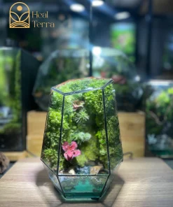 ngoc-an-luu-ly-terrarium