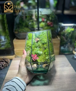be-terrarium-ngoc-an-luu-ly-thiet-ke-kinh-da-dien-geometric-phoi-reu-va-cay-hong-heal-terra