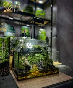 Sản phẩm paludarium bán cạn độc bản từ thương hiệu Heal Terra
