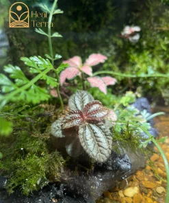 Chi tiết vách đá đen phủ rêu rừng và cây thủy sinh trong hệ sinh thái Serenity Stream