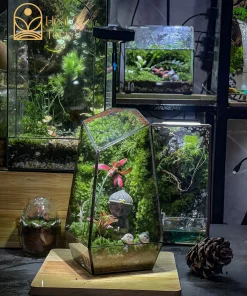 Quà tặng Zen Forest Terrarium mang ý nghĩa bình an và cân bằng cuộc sống