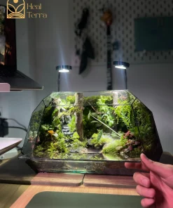 toan-canh-kiet-tac-terrarium-vucan-45cm-hoi-tu-dai-ngan-heal-terra