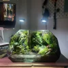 terrarium-vucan-45cm-hoi-tu-dai-ngan