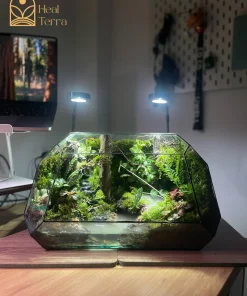 terrarium-vucan-45cm-hoi-tu-dai-ngan