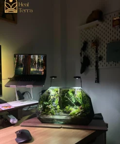 terrarium-vucan-45cm-hoi-tu-dai-ngan