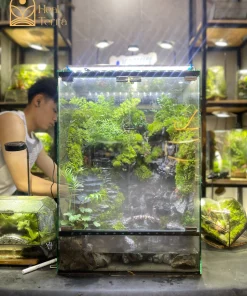 terrarium-son-dinh-huyen-khong-thanh-dia-cua-may-va-da