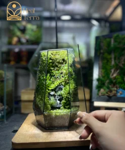 Bể terrarium mini có đèn chiếu sáng giúp cây quang hợp trong văn phòng - Heal Terra