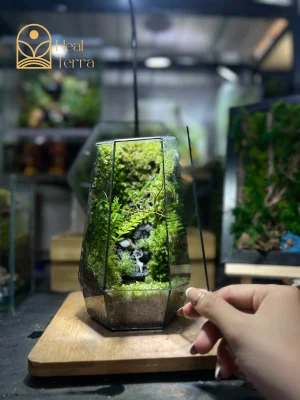 Bể terrarium mini có đèn chiếu sáng giúp cây quang hợp trong văn phòng - Heal Terra
