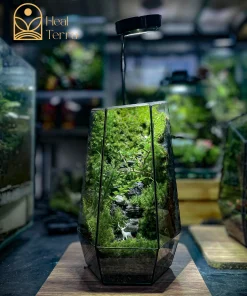 Bể terrarium mini có đèn chiếu sáng giúp cây quang hợp trong văn phòng - Heal Terra
