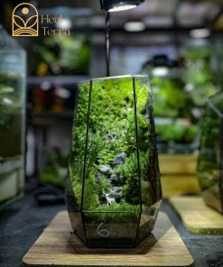 Terrarium Lộc Linh Sơn kích thước 14x22cm với mô hình chú hươu giữa rừng rêu