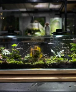 Toàn cảnh bể terrarium panorama Cội Nguồn của Groot dài 70cm với layout rừng