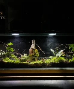 Terrarium dáng rộng trang trí sảnh văn phòng và phòng khách sang trọng