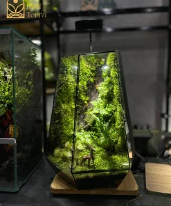 terrarium-vach-da-khe-duong