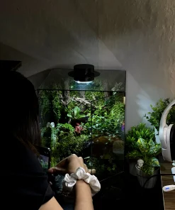 tuyet-tac-terrarium-the-misty-forest-voi-hieu-ung-khoi-suong-va-thac-nuoc-chay-roc-rach-heal-terra