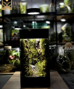 tac-pham-terrarium-vu-dieu-rung-mua