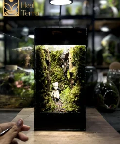 tac-pham-terrarium-vu-dieu-rung-mua