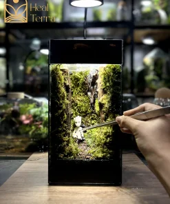tac-pham-terrarium-vu-dieu-rung-mua