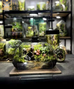paludarium-son-thuy-lien-hoa-voi-vach-da-den-va-cay-la-do-ruc