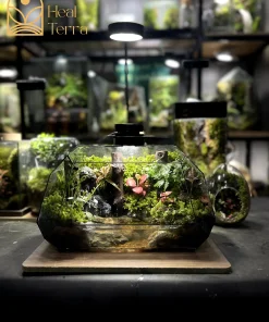 paludarium-son-thuy-lien-hoa-voi-vach-da-den-va-cay-la-do-ruc