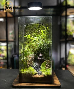 terrarium-tinh-lam-duoi-anh-trang