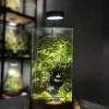 terrarium-tinh-lam-duoi-anh-trang