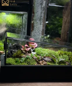 terrarium-diep-khuc-an-yen