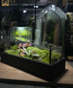 terrarium-diep-khuc-an-yen