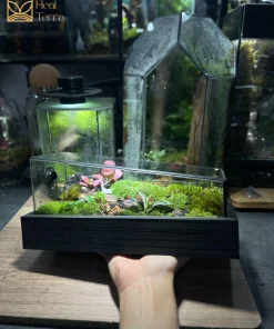 terrarium-diep-khuc-an-yen