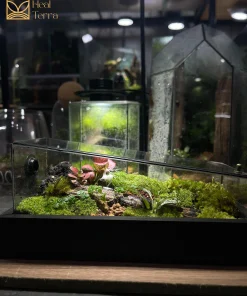 terrarium-diep-khuc-an-yen