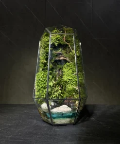 terrarium-kim-cuong-ngoc-dai-ngan-reu-bao-ton