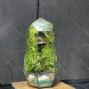 qua-tang-sang-trong-terrarium-da-giac-heal-terra
