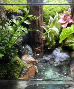 kiet-tac-terrarium-ban-can-son-ha-van-dam-voi-vach-da-xep-tang-va-dong-suoi-tuan-hoan-heal-terra
