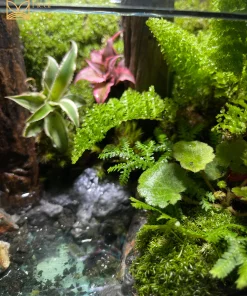 kiet-tac-terrarium-ban-can-son-ha-van-dam-voi-vach-da-xep-tang-va-dong-suoi-tuan-hoan-heal-terra